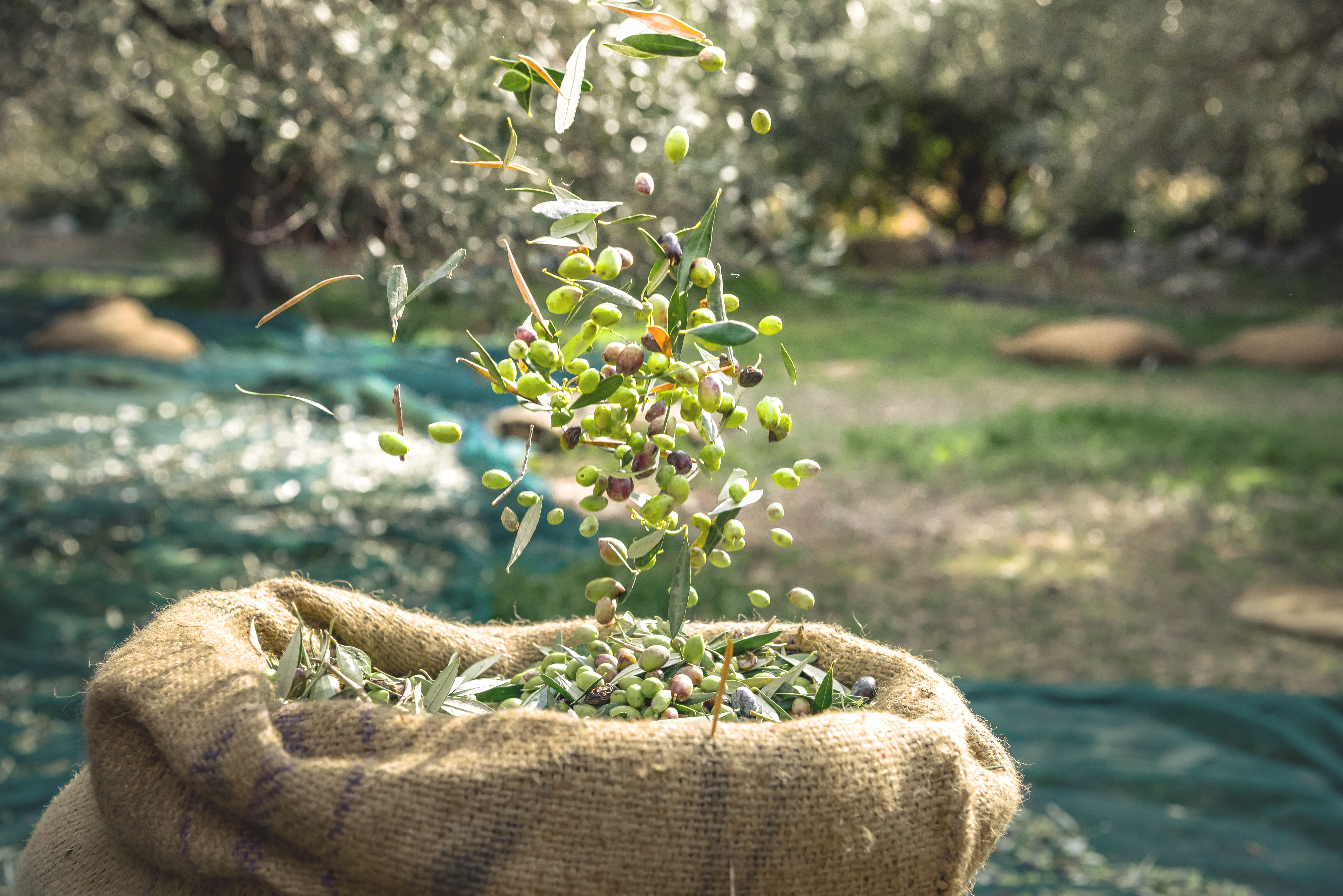 Raccolta delle olive in un uliveto siciliano